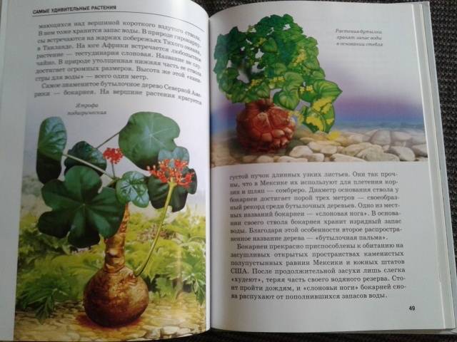 Иллюстрация 42 из 54 для Самые удивительные растения - Сергей Афонькин | Лабиринт - книги. Источник: Алёнка