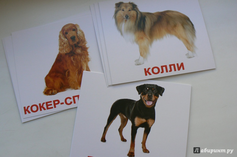 Иллюстрация 9 из 13 для Комплект карточек "Породы собак" (16,5х19,5 см) - Носова, Епанова | Лабиринт - игрушки. Источник: Марина