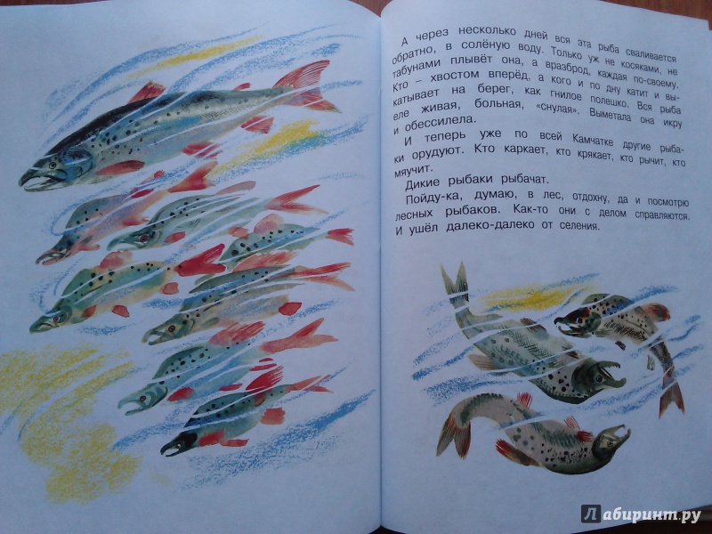 Иллюстрация 59 из 61 для Друзья - Евгений Чарушин | Лабиринт - книги. Источник: Ольга