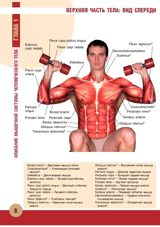 Иллюстрация 2 из 55 для Анатомия физических упражнений - Михаил Ингерлейб | Лабиринт - книги. Источник: Joker