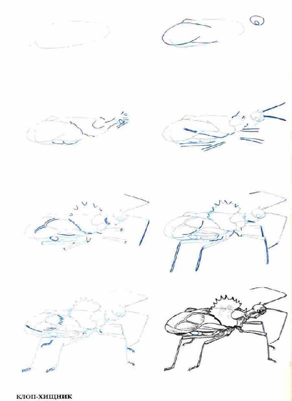 Иллюстрация 7 из 10 для Рисуем 50 насекомых - Эймис, Барнс | Лабиринт - книги. Источник: Кнопа2