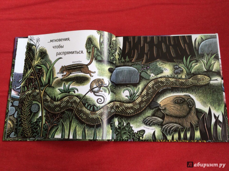 Иллюстрация 40 из 65 для Живые спирали - Джойс Сидман | Лабиринт - книги. Источник: Сан Санна