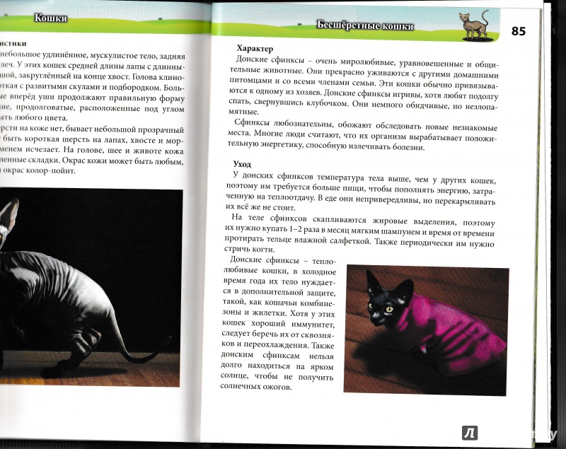 Иллюстрация 15 из 31 для Кошки - Леся Калугина | Лабиринт - книги. Источник: Амира