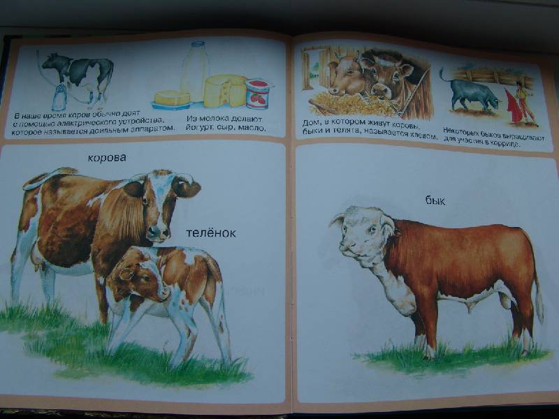 Иллюстрация 22 из 35 для Животные - Мари-Рене Пимон | Лабиринт - книги. Источник: Лаванда