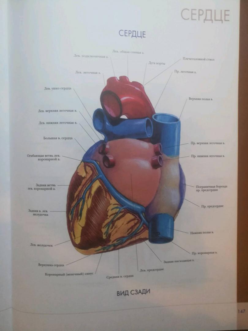 Иллюстрация 32 из 32 для Большой атлас анатомии человека | Лабиринт - книги. Источник: Бредер Екатерина