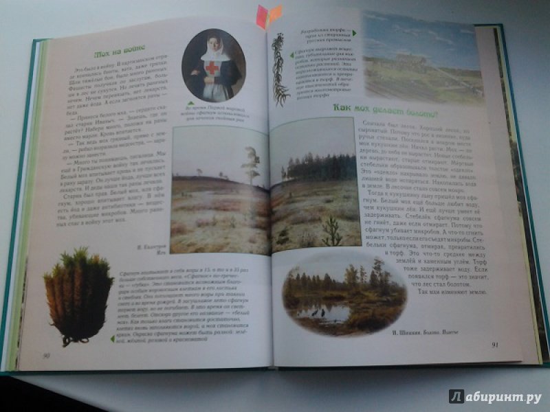 Иллюстрация 27 из 49 для Занимательная ботаника - Светлана Лаврова | Лабиринт - книги. Источник: Достойная