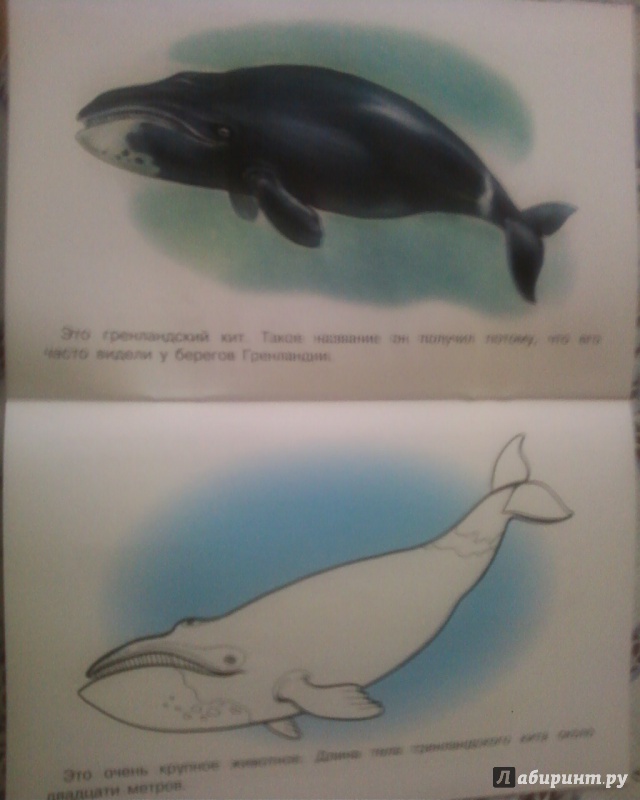 Иллюстрация 7 из 25 для Раскраска "Животные Арктики и Антарктики" | Лабиринт - книги. Источник: Родионова  Надежда