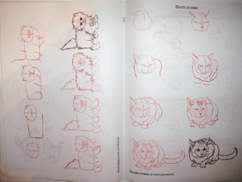 Иллюстрация 6 из 23 для Рисуем 50 кошек - Ли Эймис | Лабиринт - книги. Источник: Tiger.