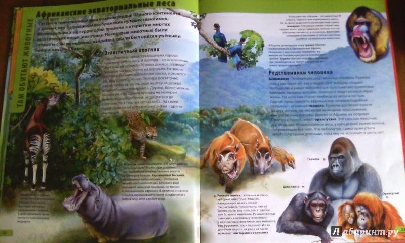 Иллюстрация 3 из 7 для Мир животных - Мариуш Любка | Лабиринт - книги. Источник: Киреева  Анастасия Сергеевна