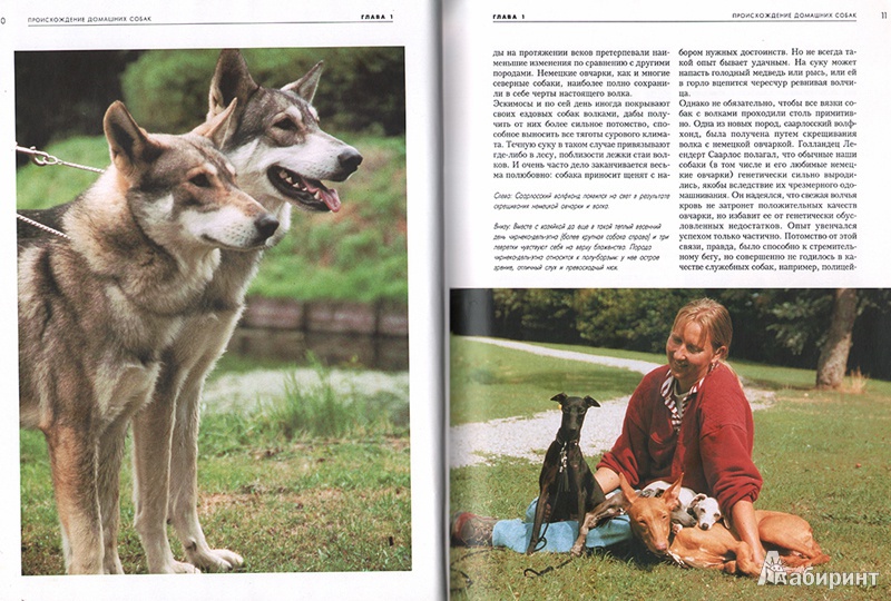 Иллюстрация 6 из 14 для Собаки - Эстер Верхойф-Верхаллен | Лабиринт - книги. Источник: severlana