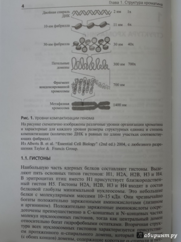 Иллюстрация 9 из 19 для Хроматин. Упакованный геном - Разин, Быстрицкий | Лабиринт - книги. Источник: Салус