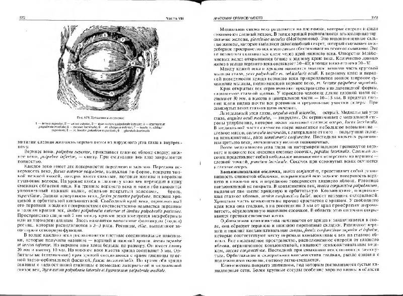Иллюстрация 18 из 19 для Нормальная анатомия человека. В 2 томах. Том 2 - Иван Гайворонский | Лабиринт - книги. Источник: Юта