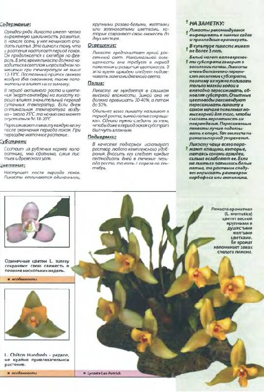 Иллюстрация 20 из 21 для Самые неприхотливые орхидеи - Рой Маккалистер | Лабиринт - книги. Источник: Кнопа2