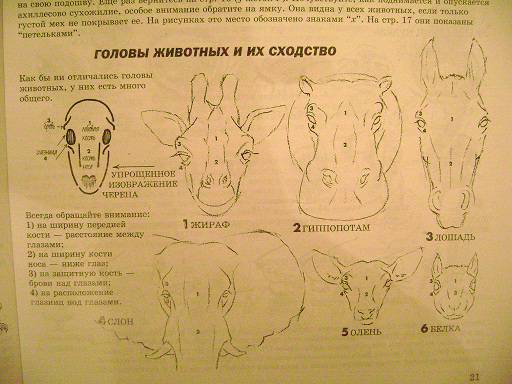 Иллюстрация 32 из 41 для Как рисовать животных - Джек Хамм | Лабиринт - книги. Источник: Ларисенок