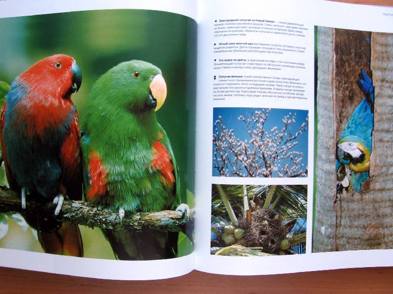 Иллюстрация 48 из 63 для Птицы - Джоанна Бургер | Лабиринт - книги. Источник: Red cat ;)