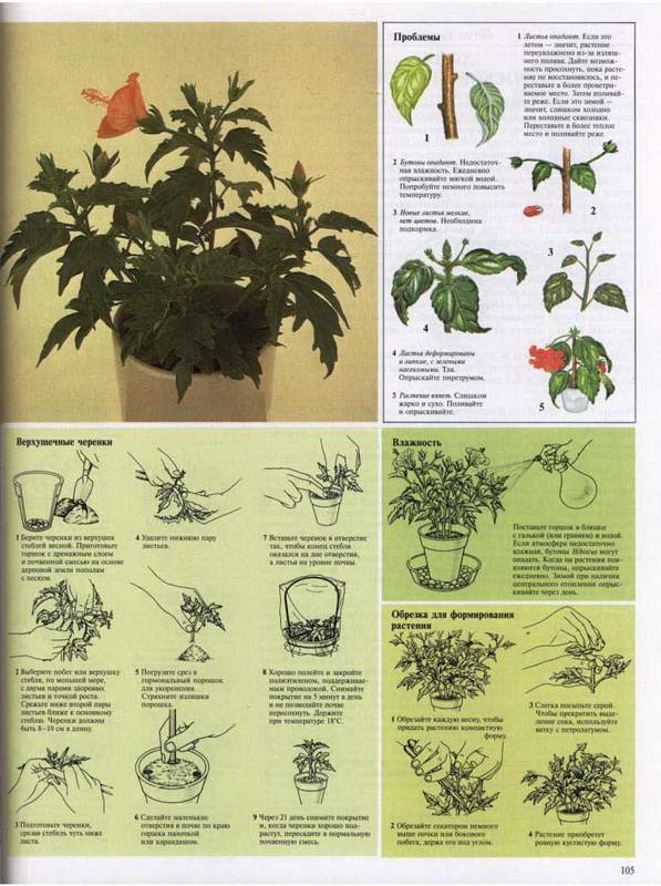 Иллюстрация 18 из 23 для Самые распространенные комнатные растения - Дэвид Лонгман | Лабиринт - книги. Источник: Ялина