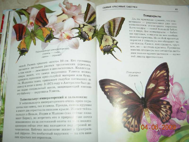 Иллюстрация 19 из 29 для Бабочки - Юлия Дунаева | Лабиринт - книги. Источник: Соловей