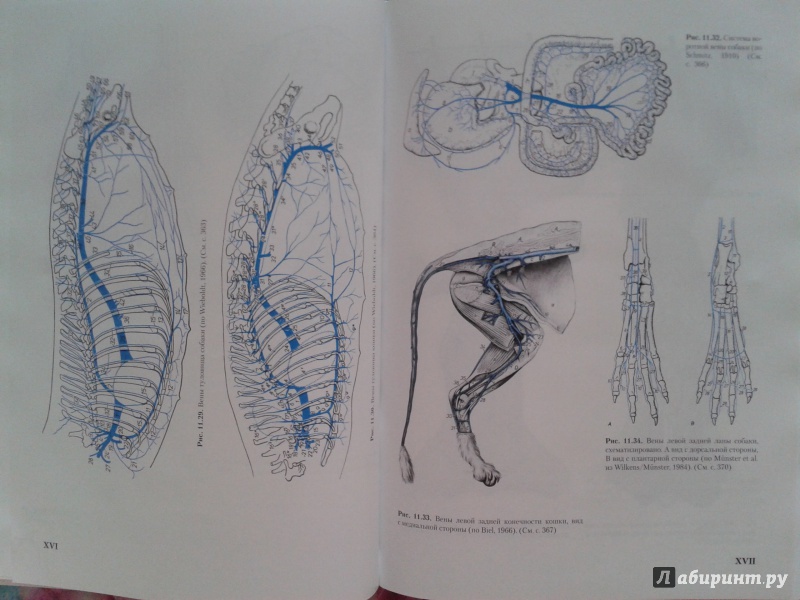 Иллюстрация 4 из 5 для Анатомия собаки и кошки - Амзельгрубер, Бёме, Фревейн | Лабиринт - книги. Источник: Скальда