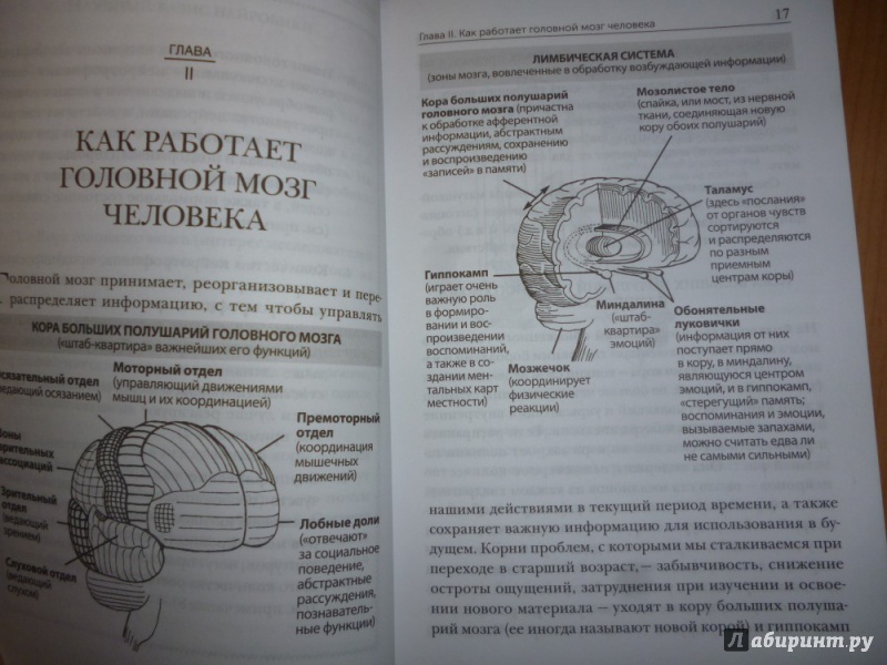 Иллюстрация 7 из 30 для Нейробика. Экзерсисы для тренировки мозга - Кац, Рубин | Лабиринт - книги. Источник: Бабкин  Михаил Юрьевич