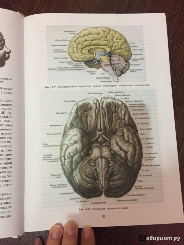 Иллюстрация 38 из 49 для Топическая диагностика заболеваний нервной системы. Руководство для врачей - Скоромец, Скоромец, Скоромец | Лабиринт - книги. Источник: Дилан