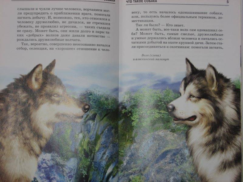 Иллюстрация 7 из 24 для Собаки - Е.И. Александрова | Лабиринт - книги. Источник: Dana-ja