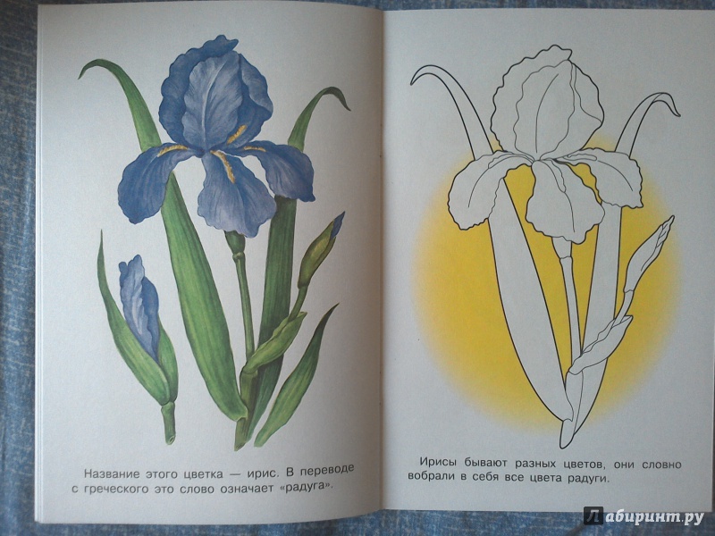 Иллюстрация 12 из 33 для Раскраска "Садовые цветы" | Лабиринт - книги. Источник: Ленивка