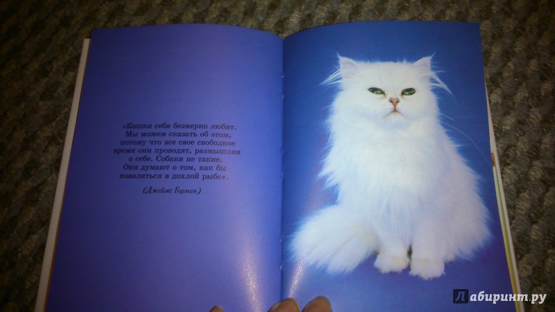 Иллюстрация 2 из 20 для Очаровательные кошки - Карен Принс | Лабиринт - книги. Источник: Лебедева  Тамара