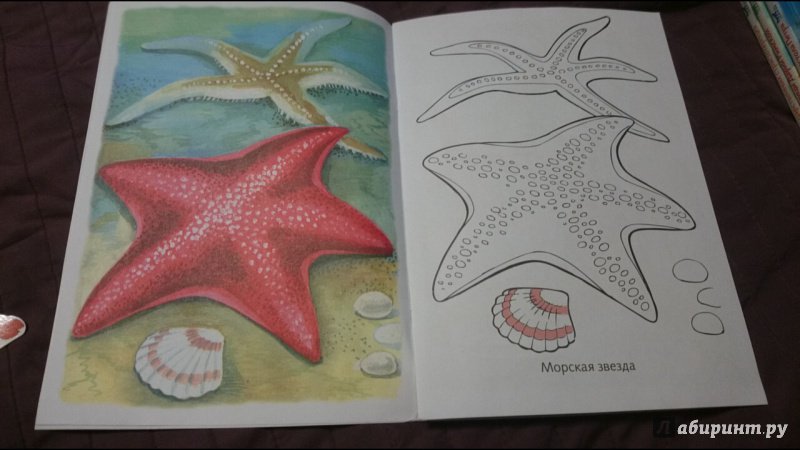 Иллюстрация 17 из 34 для Раскраска Жители морей | Лабиринт - книги. Источник: anka46