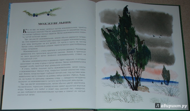 Иллюстрация 19 из 49 для Русский лес - Иван Соколов-Микитов | Лабиринт - книги. Источник: Книжный кот