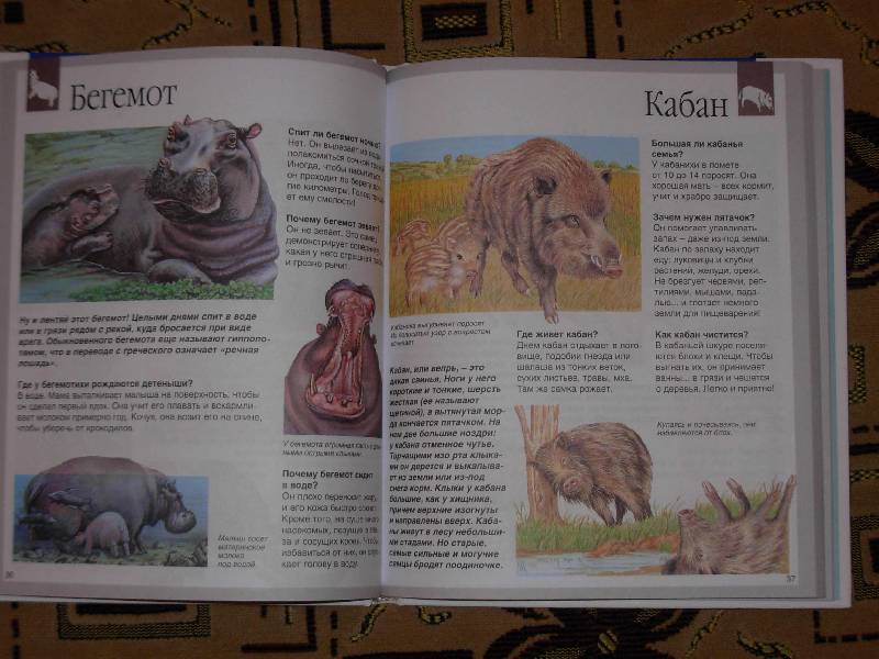 Иллюстрация 4 из 27 для Животные - Букобза, Мулинье | Лабиринт - книги. Источник: ---Ирина----