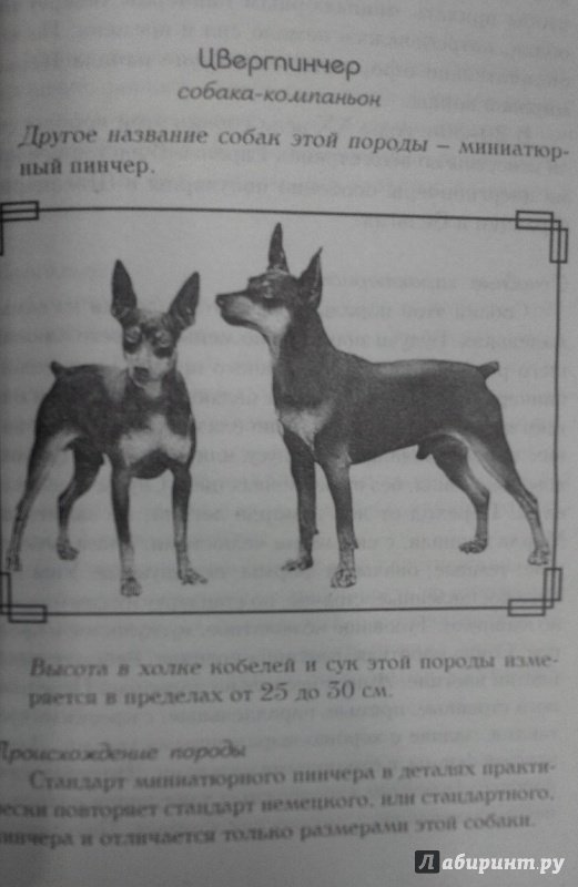Иллюстрация 20 из 29 для Знакомьтесь, это ваша собака! | Лабиринт - книги. Источник: Свиридова  Виктория