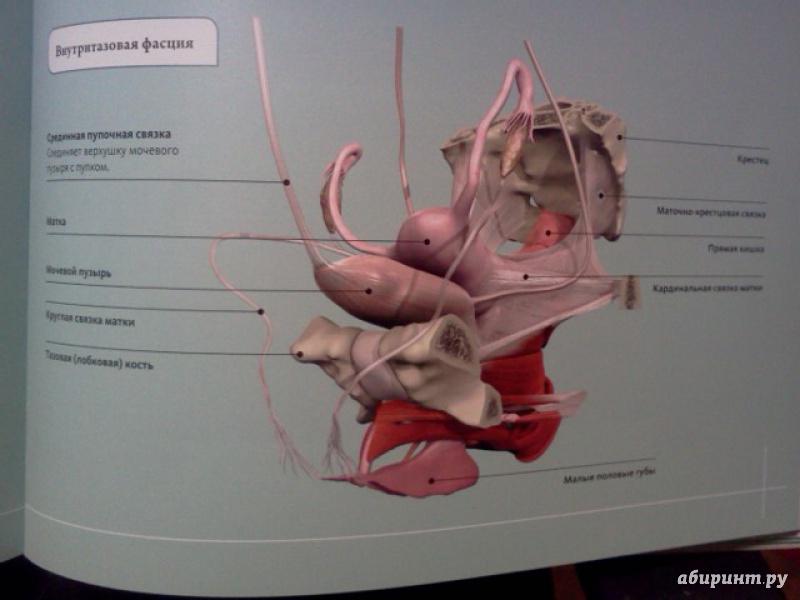 Иллюстрация 29 из 54 для Анатомия человека 360°. Иллюстрированный атлас - Джейми Роубак | Лабиринт - книги. Источник: Шматкова  Елена