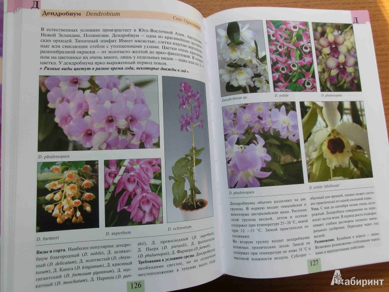 Иллюстрация 13 из 16 для Комнатные растения от А до Я - Валентин Воронцов | Лабиринт - книги. Источник: стрелка