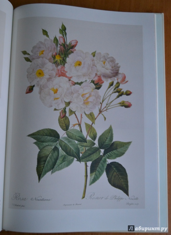 Иллюстрация 30 из 34 для Мода на ботанику. Цветочный мир Петергофа - Волкова, Трубановская | Лабиринт - книги. Источник: Alice R
