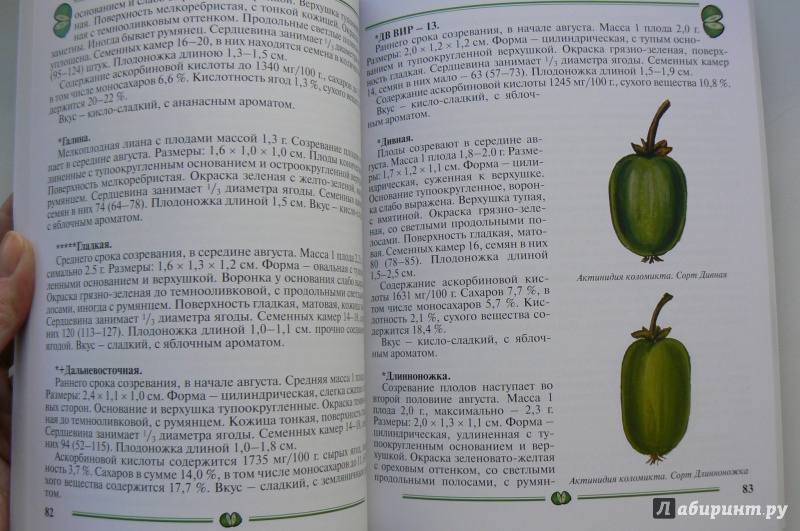 Иллюстрация 5 из 19 для Актинидия, лимонник. Пособие для садоводов-любителей - Элла Колбасина | Лабиринт - книги. Источник: Марина