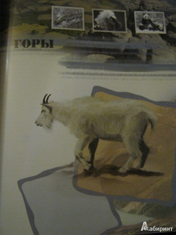 Иллюстрация 10 из 16 для Мир животных - Цеханская, Стрелков | Лабиринт - книги. Источник: Евгения39