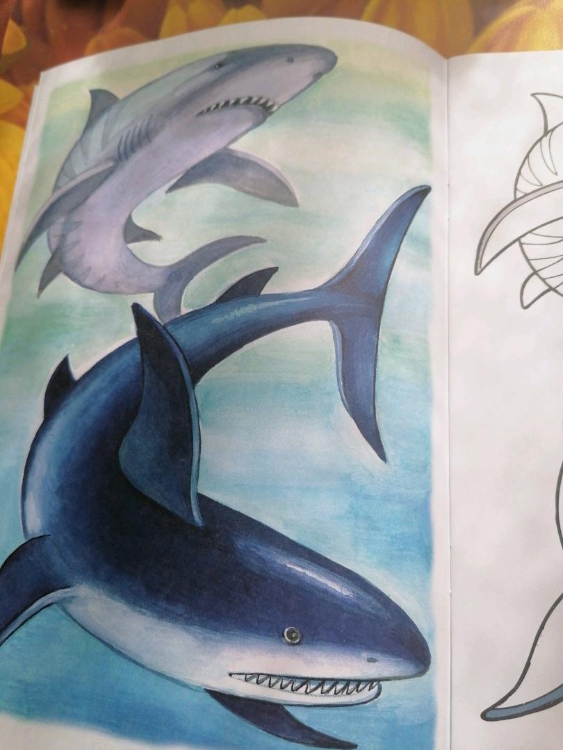 Иллюстрация 28 из 34 для Раскраска Жители морей | Лабиринт - книги. Источник: Савушкина Ольга