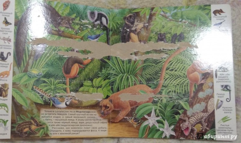 Иллюстрация 30 из 39 для Животные и растения тропических лесов | Лабиринт - книги. Источник: Рыбак  Евгения