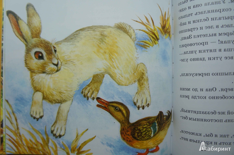 Иллюстрация 34 из 51 для Лягушка-путешественница | Лабиринт - книги. Источник: Белкина  Виктория