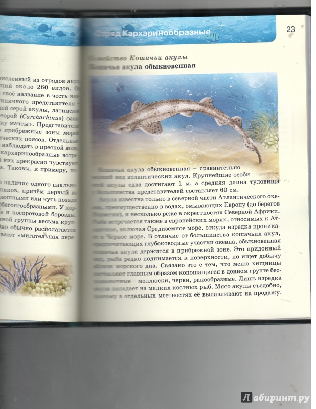 Иллюстрация 27 из 37 для Акулы | Лабиринт - книги. Источник: Никед