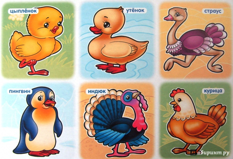 Иллюстрация 6 из 7 для Развивающее лото. Птицы | Лабиринт - игрушки. Источник: Соловьев  Владимир