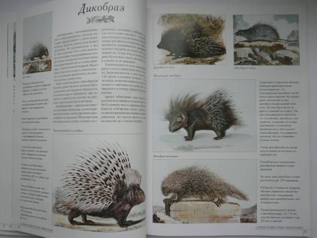 Иллюстрация 43 из 52 для Самые известные животные | Лабиринт - книги. Источник: Nadezhda_S