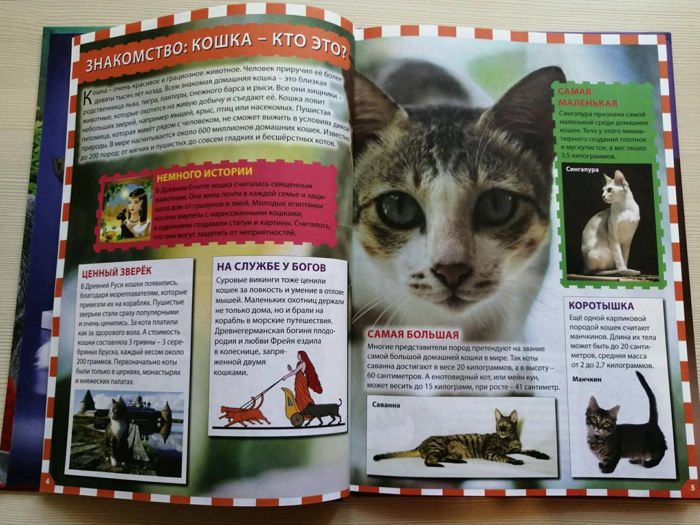 Иллюстрация 23 из 24 для Кошки и котята | Лабиринт - книги. Источник: Юлия Ашурок