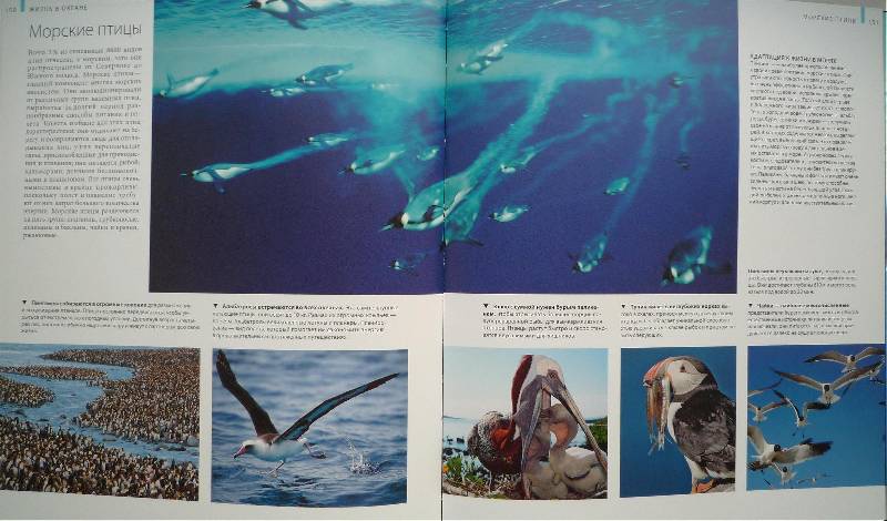 Иллюстрация 9 из 65 для Океаны - Хатчинсон, Хоукинс | Лабиринт - книги. Источник: Igra