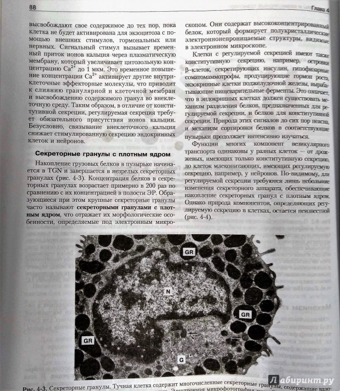 Иллюстрация 10 из 35 для Молекулярная биология клетки. Руководство для врачей - Фаллер, Шилдс | Лабиринт - книги. Источник: Савчук Ирина