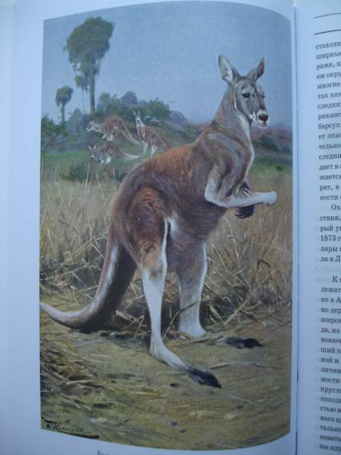 Иллюстрация 38 из 42 для Животный мир. Его быт и среда. В 3-х томах - Вильгельм Гааке | Лабиринт - книги. Источник: Blackboard_Writer
