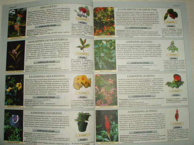 Иллюстрация 5 из 6 для Все о комнатных растениях - Неер Ян Ван дер | Лабиринт - книги. Источник: Витаминка