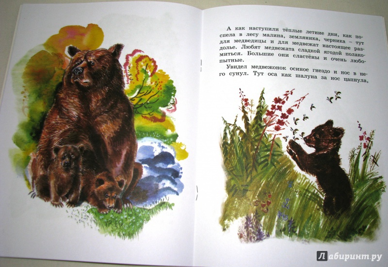 Иллюстрация 40 из 44 для Как медведь в лесу живёт - Вера Чаплина | Лабиринт - книги. Источник: Бог в помощь