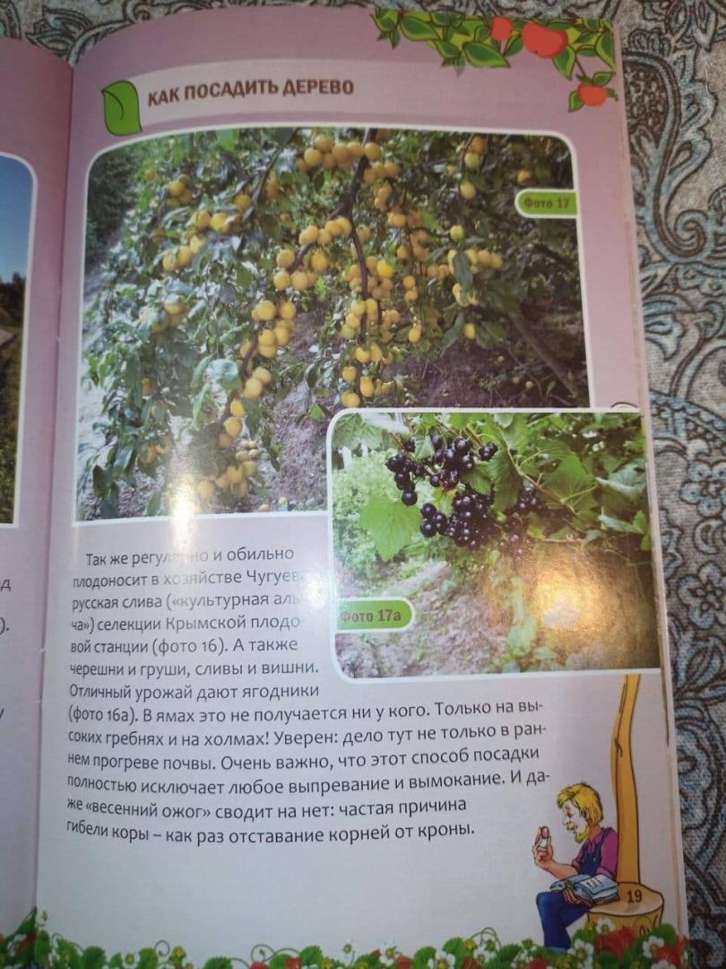 Иллюстрация 19 из 25 для Как посадить дерево - Николай Курдюмов | Лабиринт - книги. Источник: Kаpповa  Oльгa