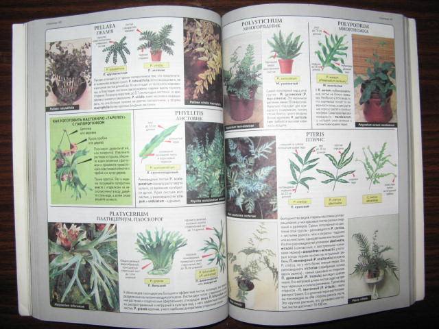 Иллюстрация 15 из 22 для Все о комнатных растениях - Дэвид Хессайон | Лабиринт - книги. Источник: libe